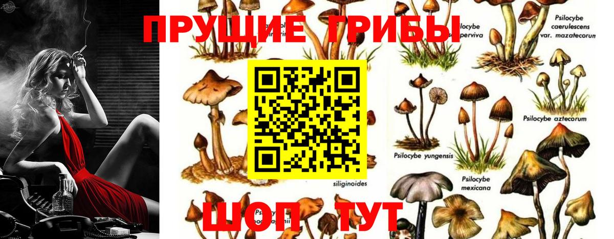 Псилоцибиновые грибы Psilocybine cubensis  Вход с VPN  Новозыбков 